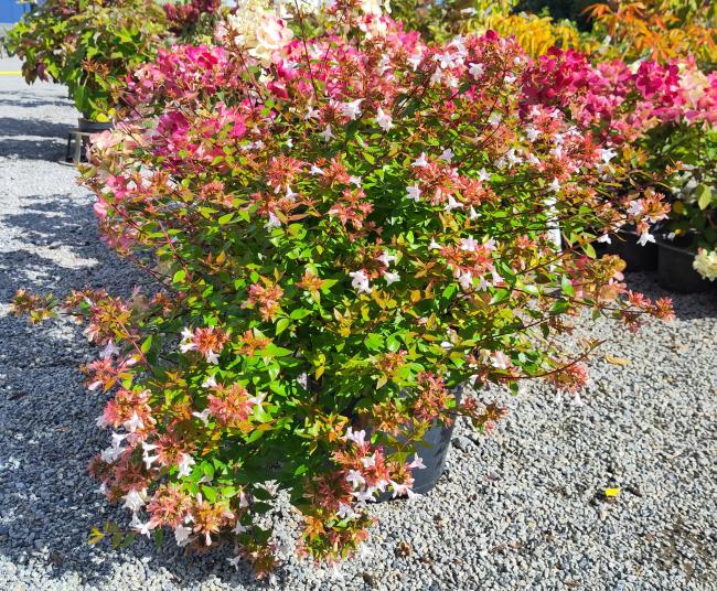 Abelia grandiflora 'Sherwood'