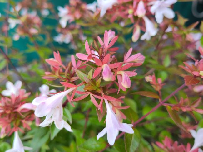 Abelia grandiflora 'Sherwood'
