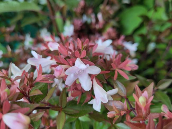 Abelia grandiflora 'Sherwood'