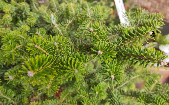 Abies koreana
