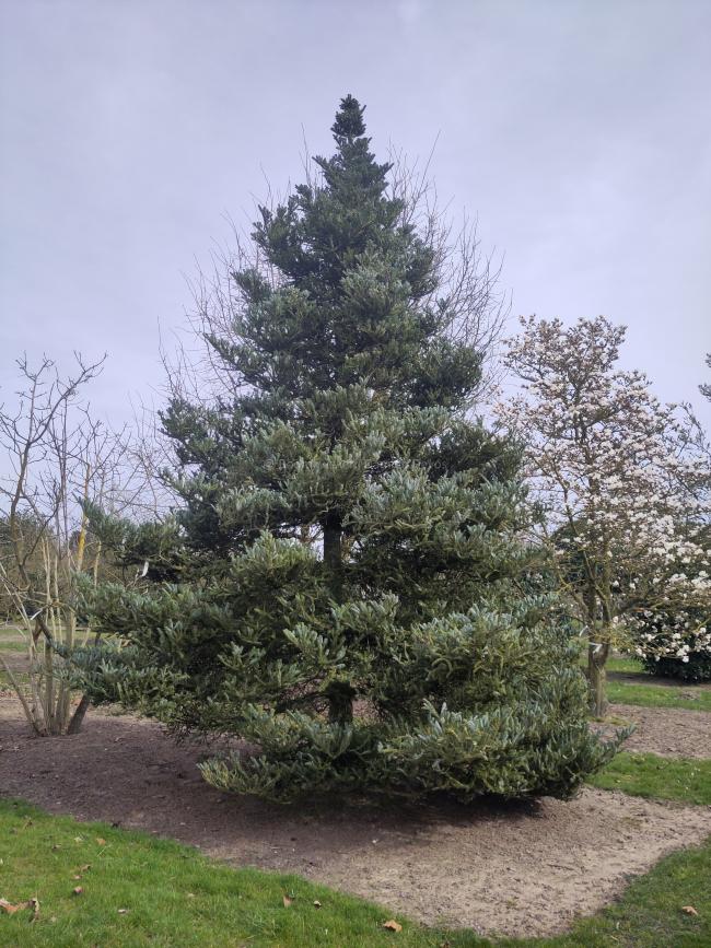 Abies koreana 'Silberlocke'