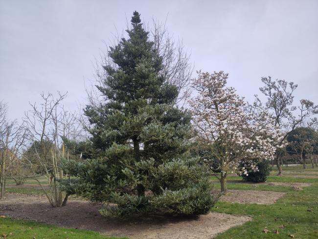 Abies koreana 'Silberlocke'