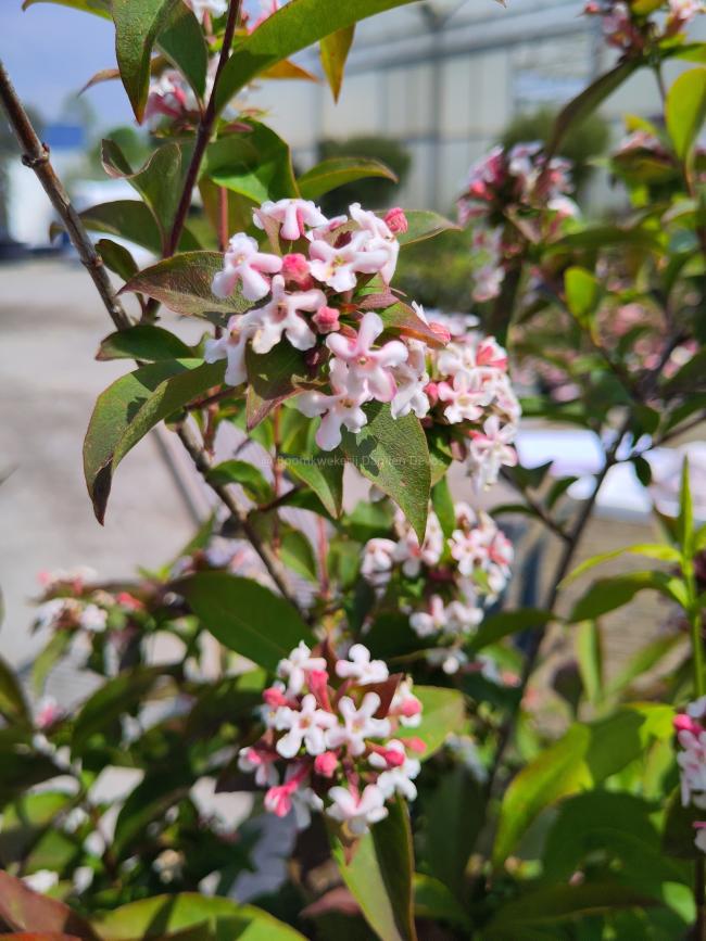 Abelia mosanensis 'Monia'