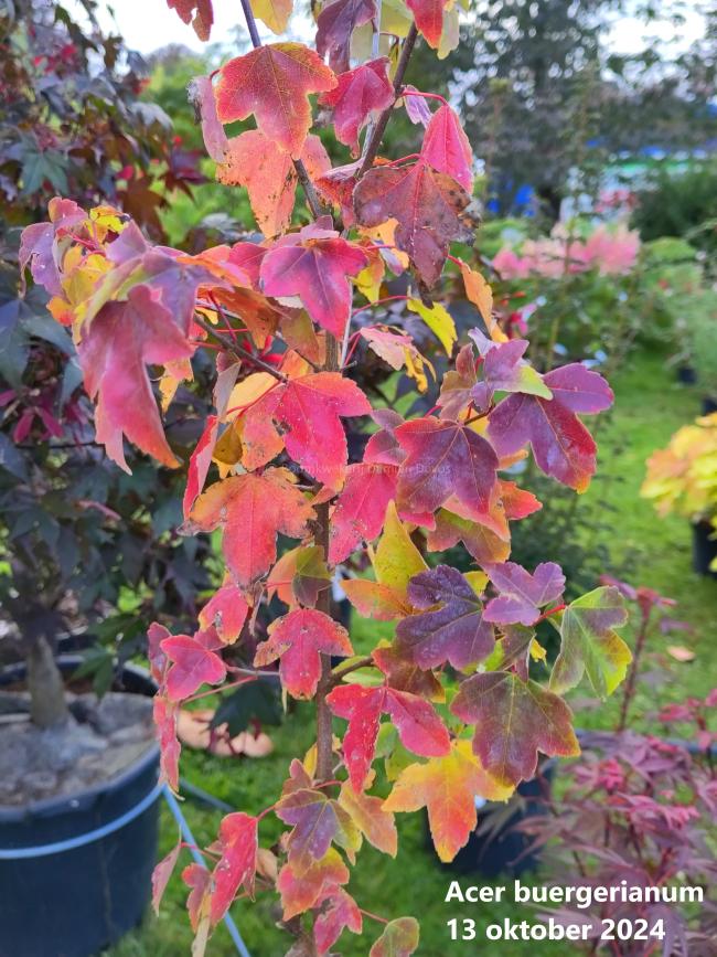 Acer buergerianum