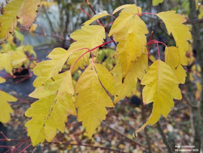 Acer cissifolium