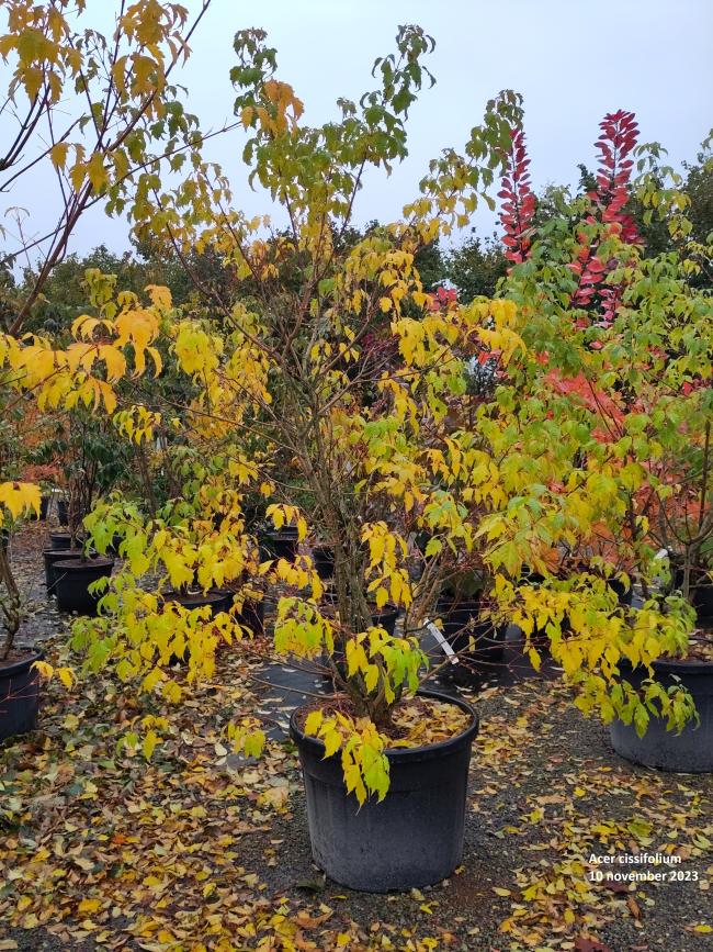 Acer cissifolium