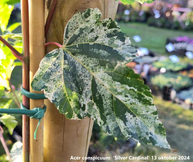Acer conspicuum  'Silver Cardinal'