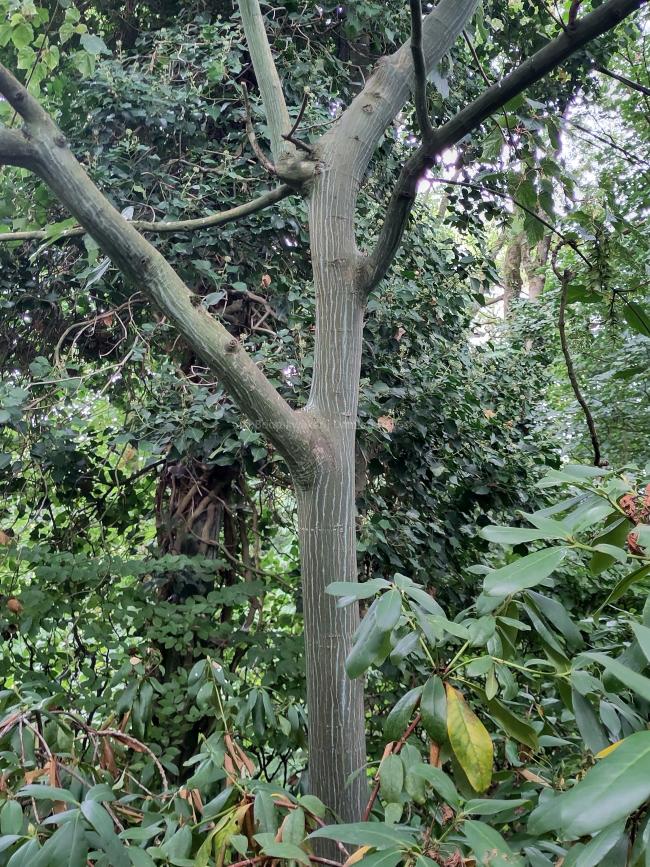 Acer conspicuum  'Silver Cardinal'