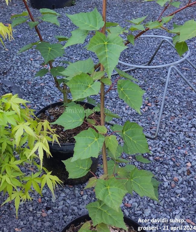 Acer davidii subsp. grosseri