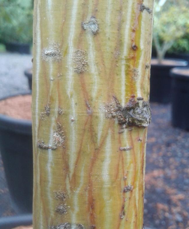 Acer davidii 'Serpentine'