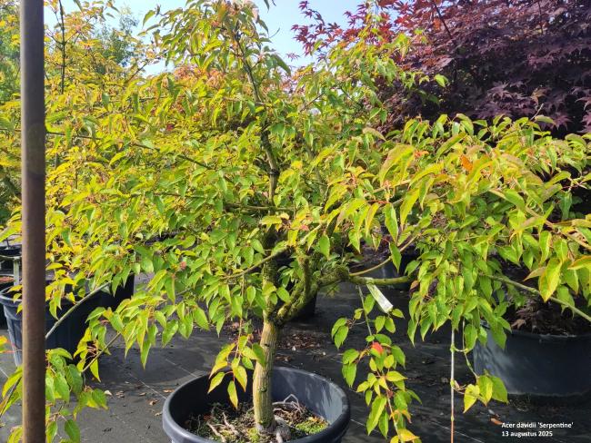 Acer davidii 'Serpentine'