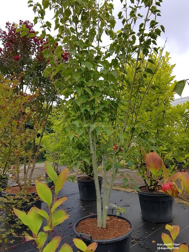 Acer davidii 'Viper' ®