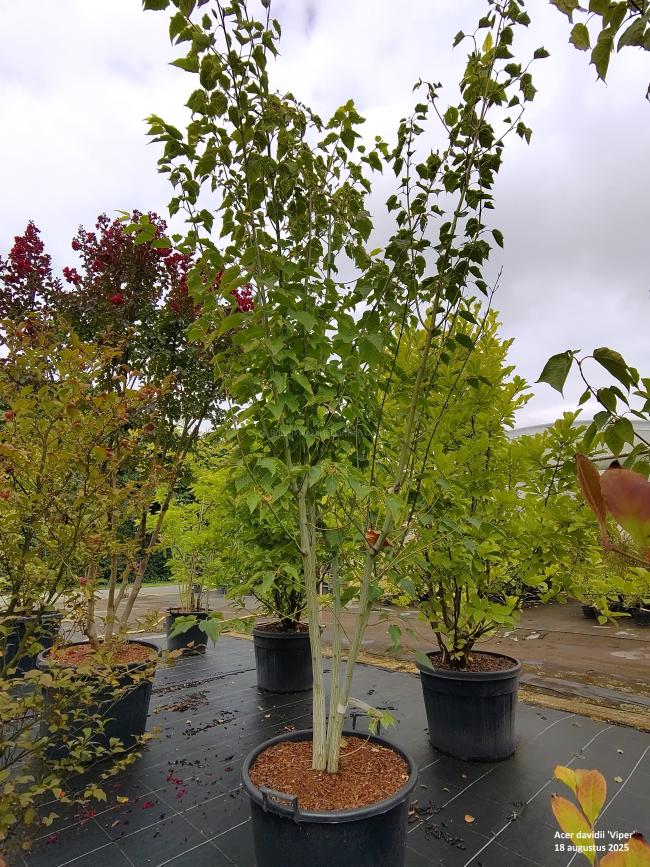 Acer davidii 'Viper' ®