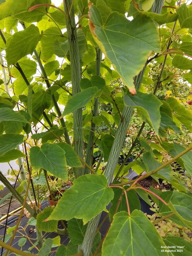 Acer davidii 'Viper' ®