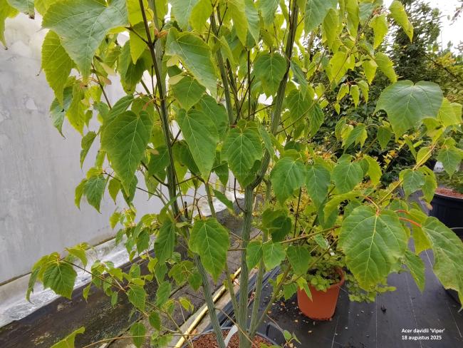 Acer davidii 'Viper' ®
