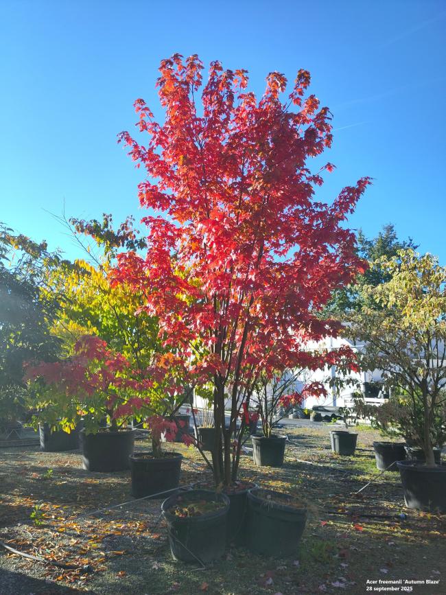 Acer freemanii 'Autumn Blaze' ® (= 'Jeffersred')