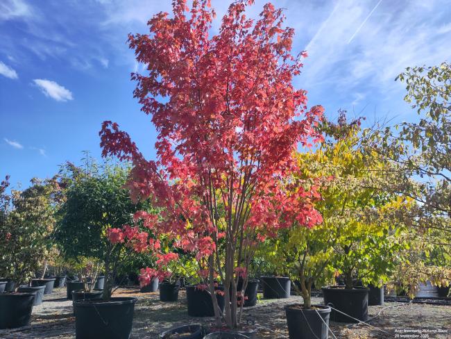 Acer freemanii 'Autumn Blaze' ® (= 'Jeffersred')