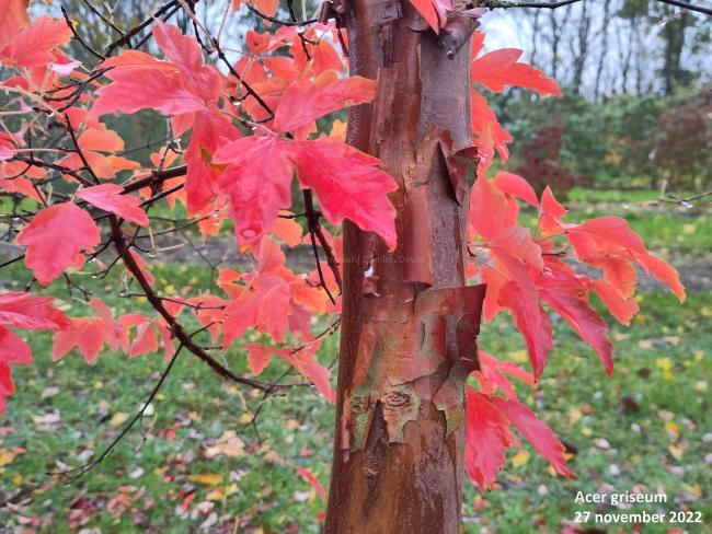 Acer griseum