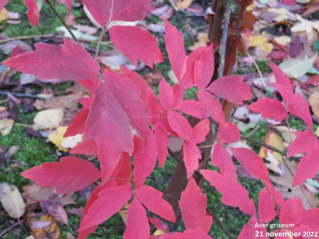 Acer griseum