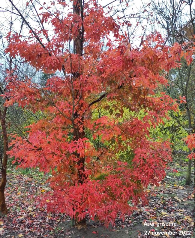 Acer griseum