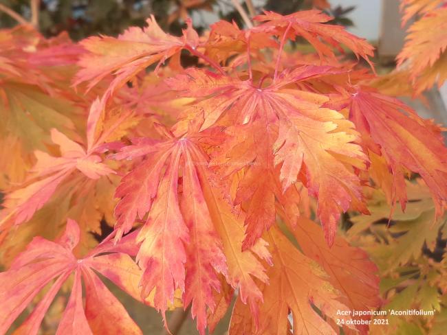 Acer japonicum 'Aconitifolium'