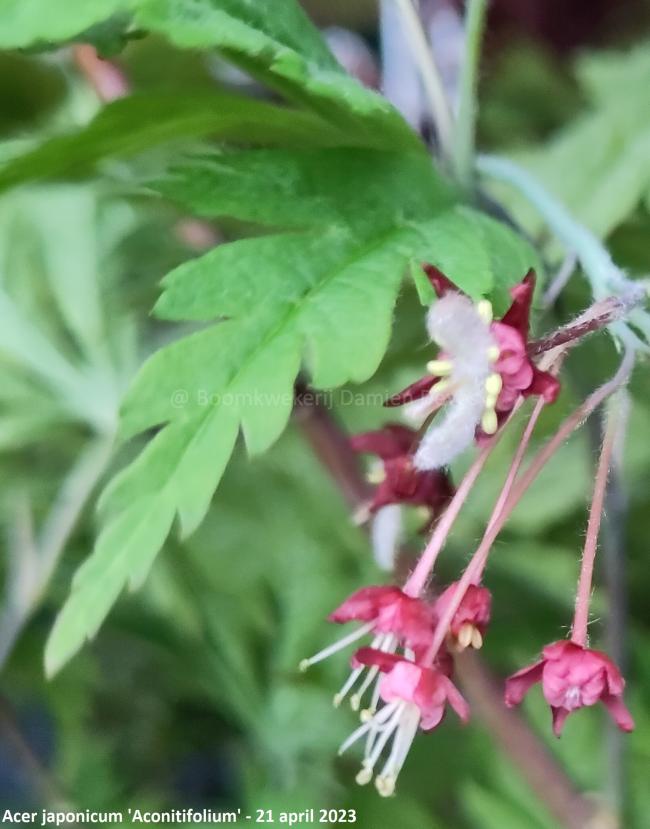 Acer japonicum 'Aconitifolium'
