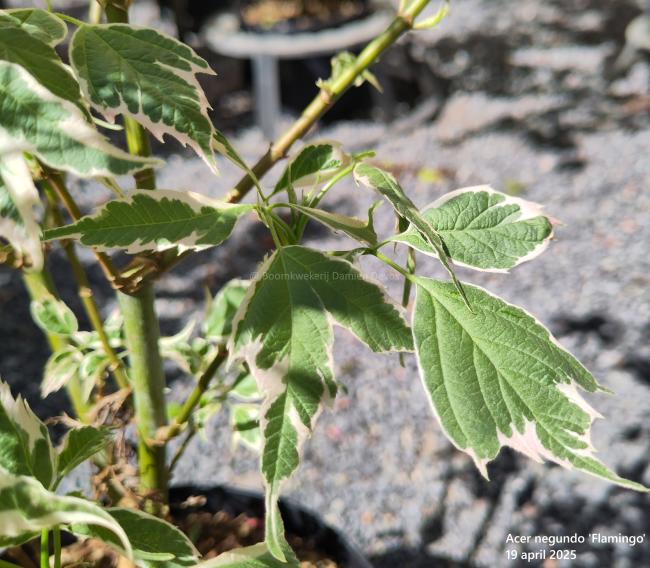 Acer negundo 'Flamingo'