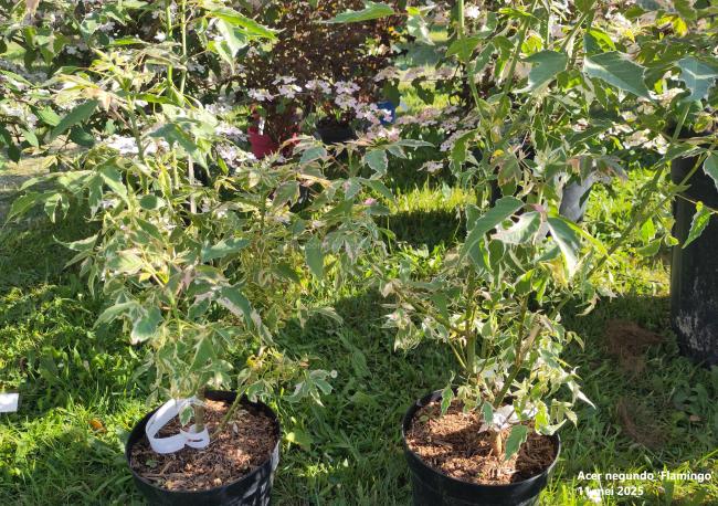 Acer negundo 'Flamingo'