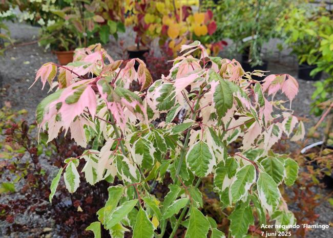 Acer negundo 'Flamingo'