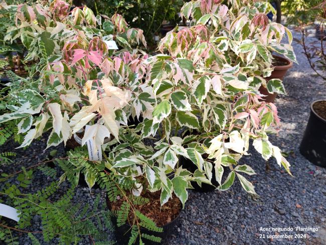 Acer negundo 'Flamingo'