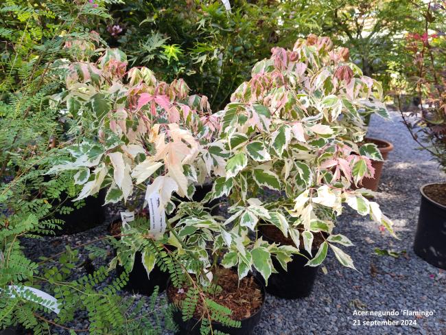 Acer negundo 'Flamingo'