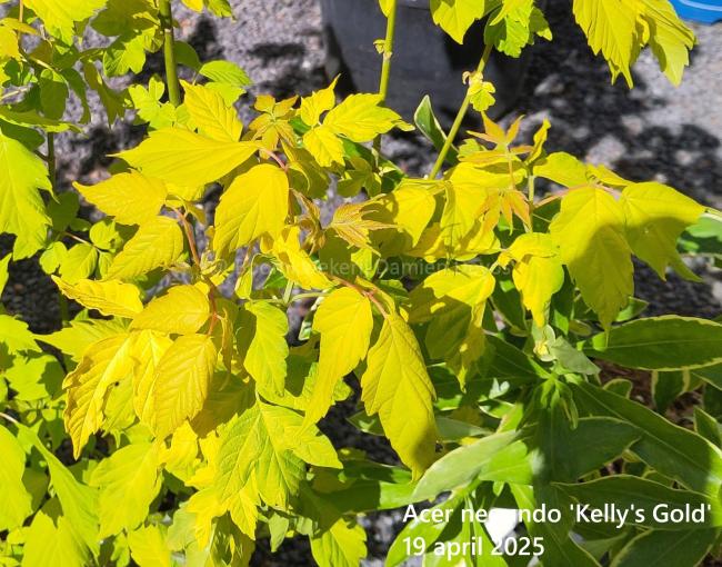 Acer negundo 'Kelly's gold'