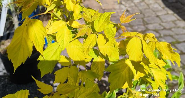 Acer negundo 'Kelly's gold'