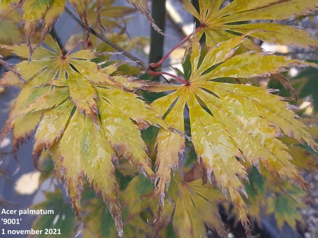 Acer palmatum '9001'