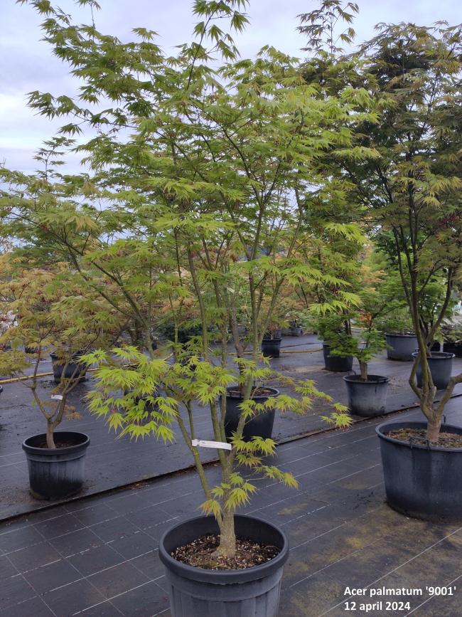 Acer palmatum '9001'