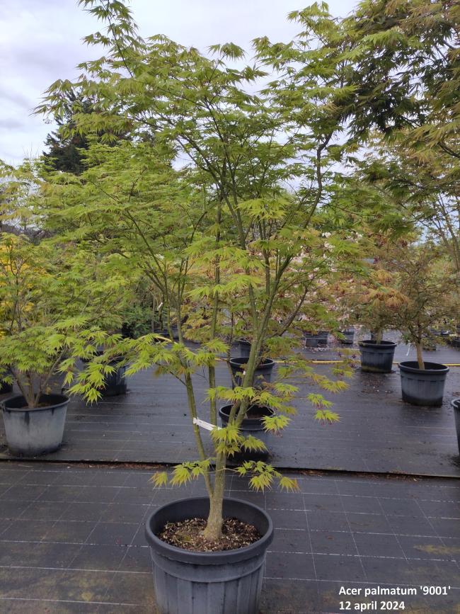 Acer palmatum '9001'