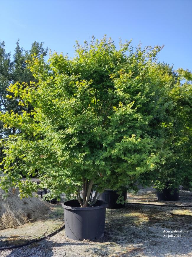 Acer palmatum (ex 'Ukigumo')
