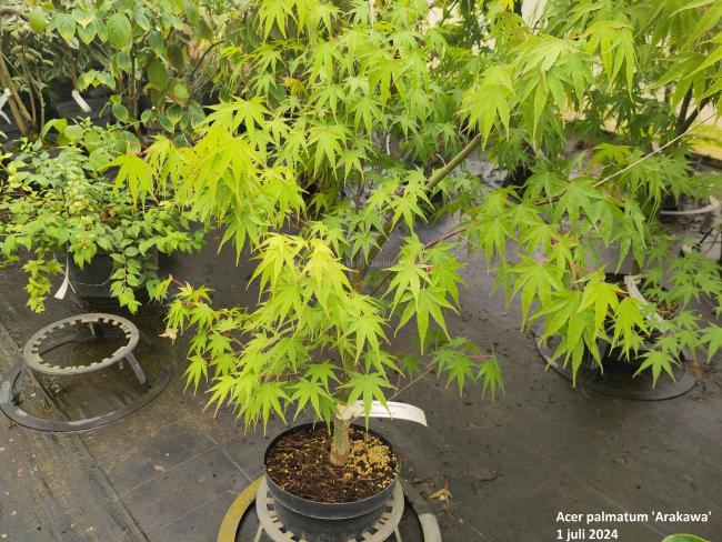 Acer palmatum 'Arakawa'