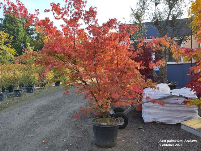 Acer palmatum 'Arakawa'