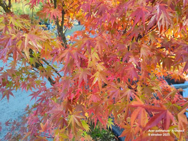 Acer palmatum 'Arakawa'