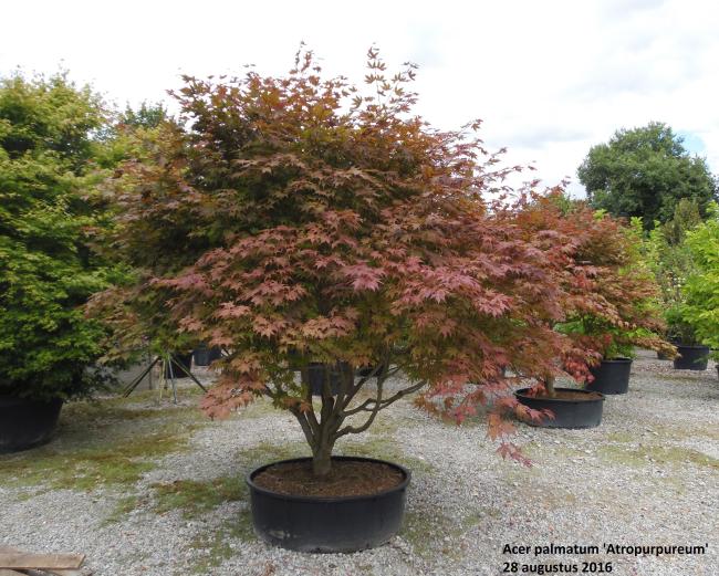 Acer palmatum 'Atropurpureum'
