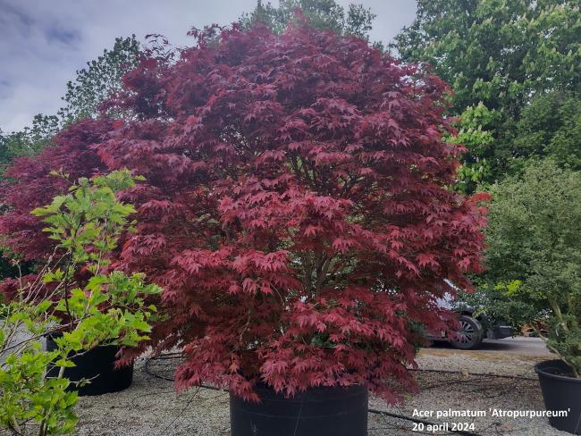 Acer palmatum 'Atropurpureum'