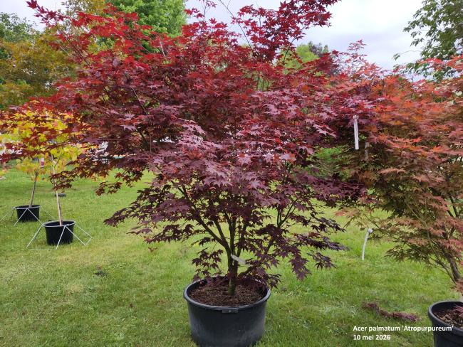 Acer palmatum 'Atropurpureum'