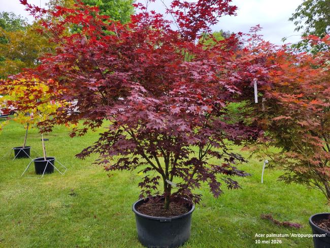 Acer palmatum 'Atropurpureum'