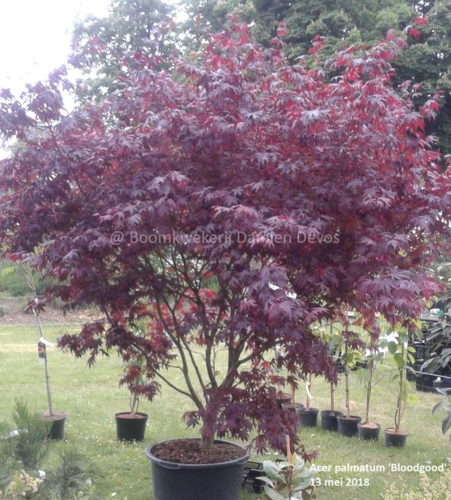 Acer palmatum 'Bloodgood'