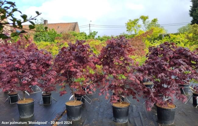Acer palmatum 'Bloodgood'