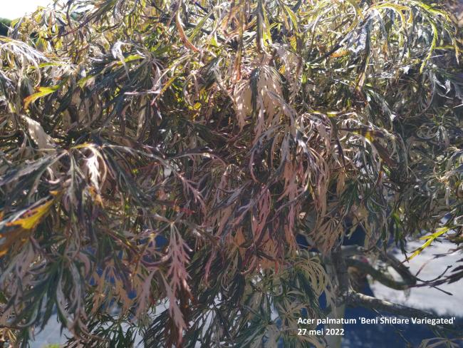 Acer palmatum 'Beni Shidare Variegated'