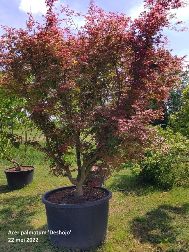 Acer palmatum 'Deshojo'