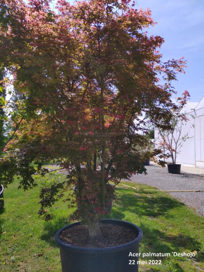 Acer palmatum 'Deshojo'