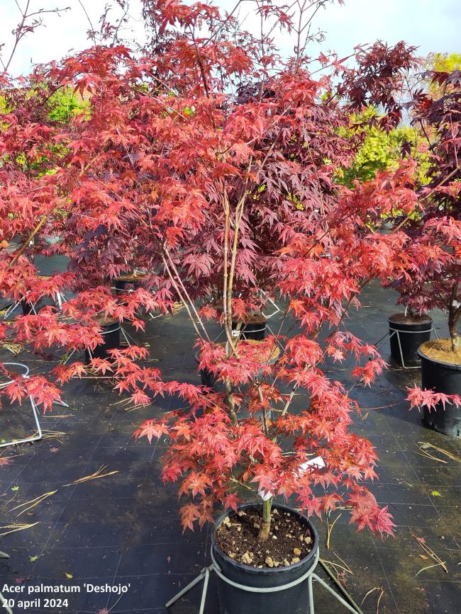 Acer palmatum 'Deshojo'